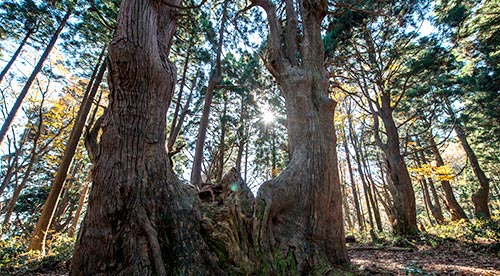 村山エリア